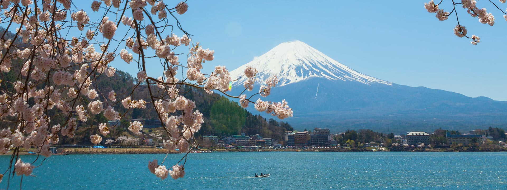 View of Snowcapped Mt Fuji through Cherry Blossoms blooming at lake of Kawaguchiko