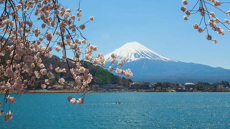 View of Snowcapped Mt Fuji through Cherry Blossoms blooming at lake of Kawaguchiko